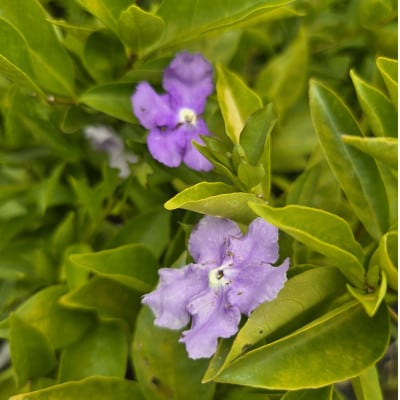 香りの好い紫色の花を楽しみませんか?　ニオイバンマツリ