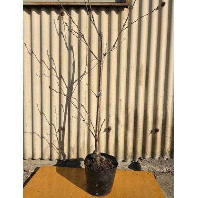 記念樹に最適!!桜・ソメイヨシノの苗