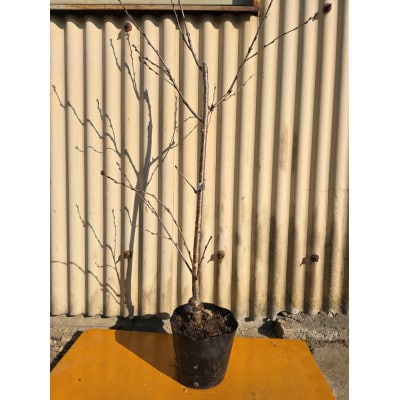 記念樹に最適!!桜・ソメイヨシノの苗