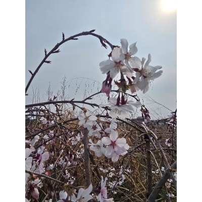 一重のかわいいしだれ桜　富士しだれ桜の苗