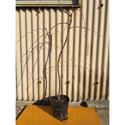 一重のかわいいしだれ桜　富士しだれ桜の苗