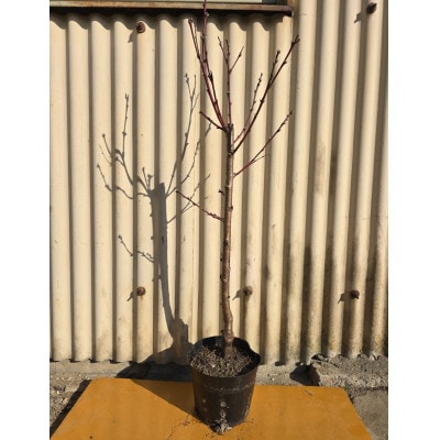 おいしい桃を自宅で育ててみませんか?桃　白鳳の苗