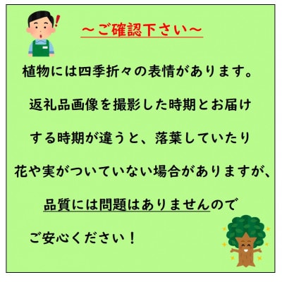 おいしい桃を自宅で育ててみませんか?桃　白鳳の苗