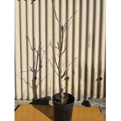 小振りな実がたくさん実る!! 暖地さくらんぼ 1本で結実するさくらんぼです