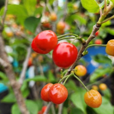 小振りな実がたくさん実る!! 暖地さくらんぼ 1本で結実するさくらんぼです