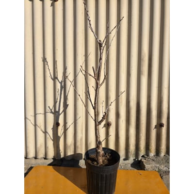 小振りな実がたくさん実る!! 暖地さくらんぼ 1本で結実するさくらんぼです