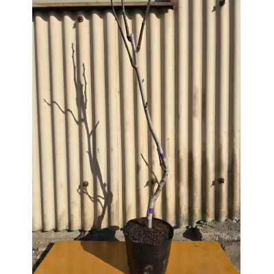 皮まで食べられる甘～いイチジク　アーチペル