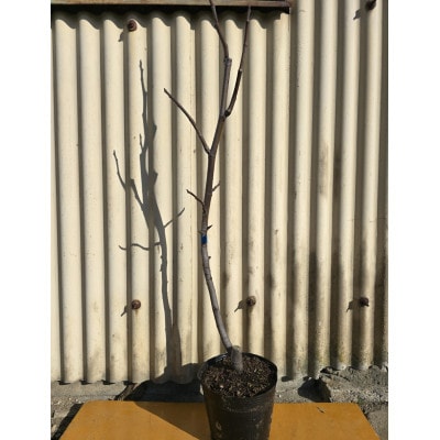 小ぶりな実かわいい甘～いイチジク　サルタン