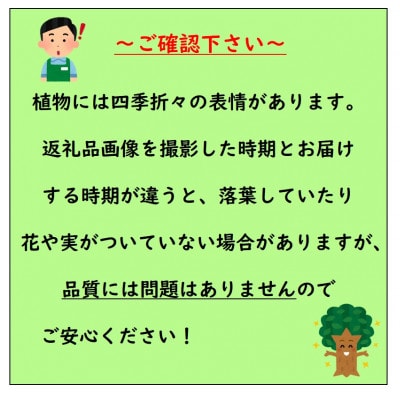 小ぶりな実かわいい甘～いイチジク　サルタン