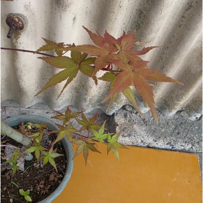 春から秋まで美しい紅葉が楽しめる人気のモミジ　チシオモミジ