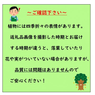 春から秋まで美しい紅葉が楽しめる人気のモミジ　チシオモミジ
