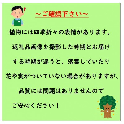 【苗木】巨大イチジク ロングドゥート