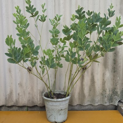 上品な紫花を楽しめる花木　千代萩