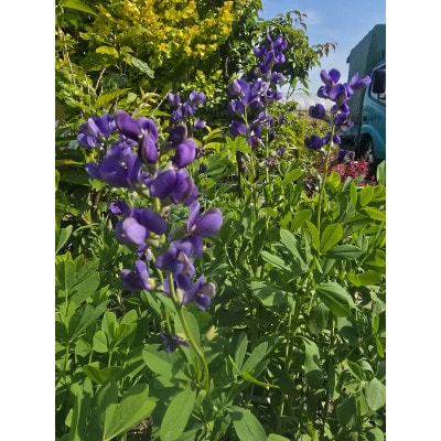 上品な紫花を楽しめる花木　千代萩