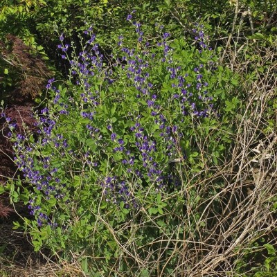 上品な紫花を楽しめる花木　千代萩