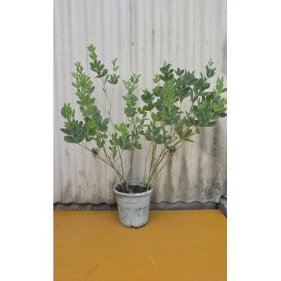 上品な紫花を楽しめる花木　千代萩