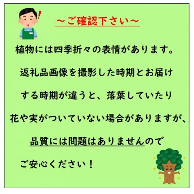 上品な紫花を楽しめる花木　千代萩