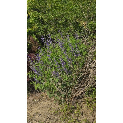 上品な紫花を楽しめる花木　千代萩