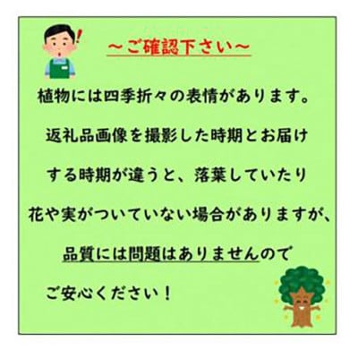 上品な紫花を楽しめる花木　千代萩