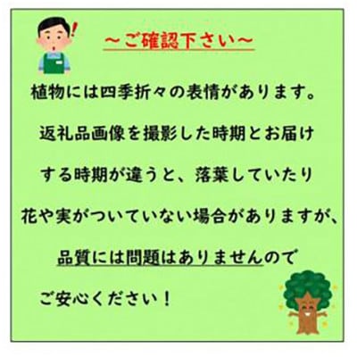 大粒の実を楽しめる ラビットアイ系ブルーベリー ブルーシャワー