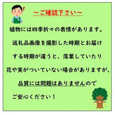 大きな実と甘味を楽しめる　ラビットアイ系ブルーベリー　プレミアム