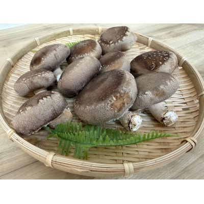 肉厚ぷりぷり!食べ応え抜群!不揃いで様々な用途に!「キレイな」しいたけ1kg!