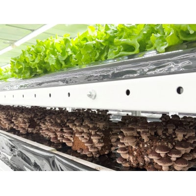 肉厚ぷりぷり!食べ応え抜群!不揃いで様々な用途に!「キレイな」しいたけ1kg!