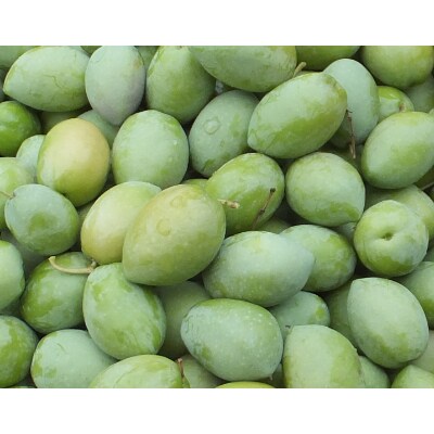 HIOKI OLIVE FARM 緑豊オリーブ(スペイン産)とガーリックオイル(各180g)
