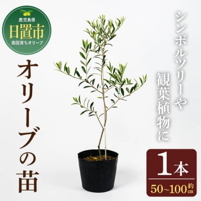 観葉植物 オリーブの木 (1本) 鹿児島県産オリーブの苗