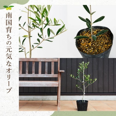 観葉植物 オリーブの木 (1本) 鹿児島県産オリーブの苗