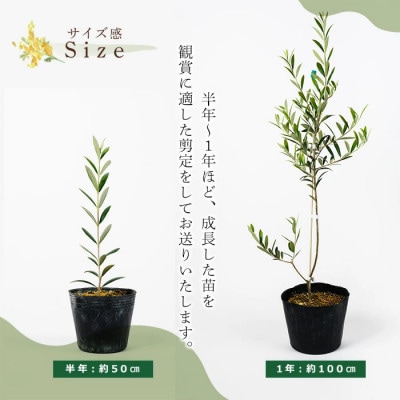 観葉植物 オリーブの木 (1本) 鹿児島県産オリーブの苗