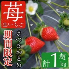 さつまおとめ 約1.1kg | ふるさと納税のお礼品