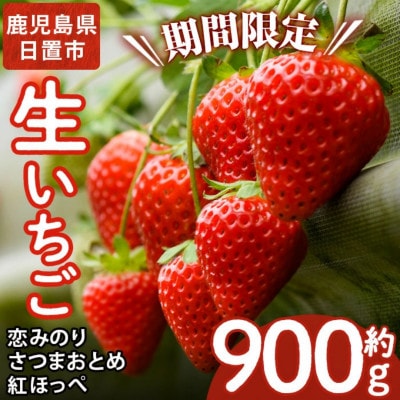 鹿児島県産 生いちご「恋みのり・さつまおとめ・紅ほっぺ」からお届け!(計約900g・450g×2P)