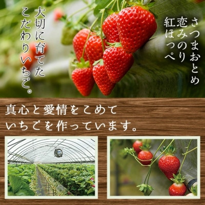 鹿児島県産 生いちご「恋みのり・さつまおとめ・紅ほっぺ」からお届け!(計約900g・450g×2P)