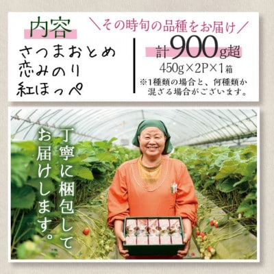 鹿児島県産 生いちご「恋みのり・さつまおとめ・紅ほっぺ」からお届け!(計約900g・450g×2P)
