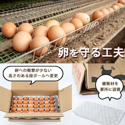 鹿児島県産美山オリーブ卵(40個)