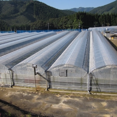 宮崎完熟マンゴー　贈答用(2L×2玉)