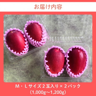 宮崎完熟マンゴー ご家庭用 小さめ M・Lサイズ2玉入り×2パック(1,000g～1,200g)