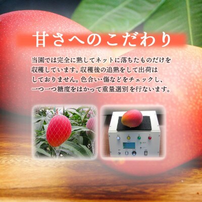 【訳あり】宮崎完熟マンゴー ご家庭用(1.5～1.7kg)大小混合