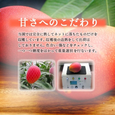 宮崎完熟マンゴー(2L×2玉入×1箱)簡易箱入