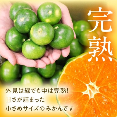 石上農園自慢のホタル(グリーンハウスミカン)5kg