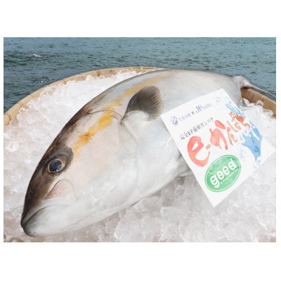 AEL(養殖エコラベル)「e-かんぱち」丸ごと1尾(ラウンド3.0kg～3.8kg) AG-CD1
