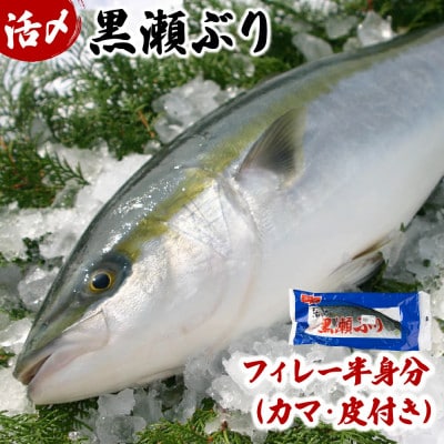 活じめ!黒瀬ブリの生鮮ぶりフィレー(約1.5kg)【KRBF15】