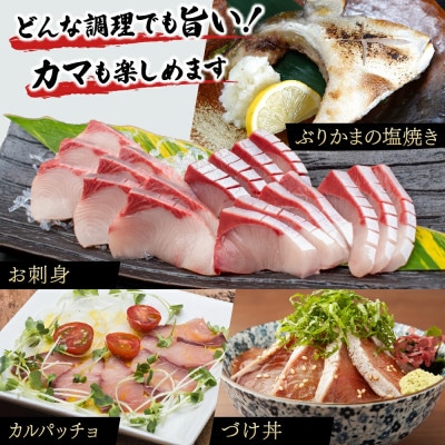 活じめ!黒瀬ブリの生鮮ぶりフィレー(約1.5kg)【KRBF15】
