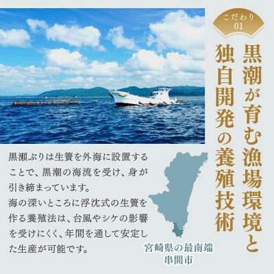 活じめ!黒瀬ぶりカマ(5枚入)(800g～1.2kg前後)