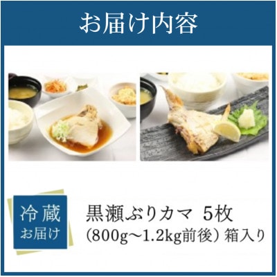活じめ!黒瀬ぶりカマ(5枚入)(800g～1.2kg前後)
