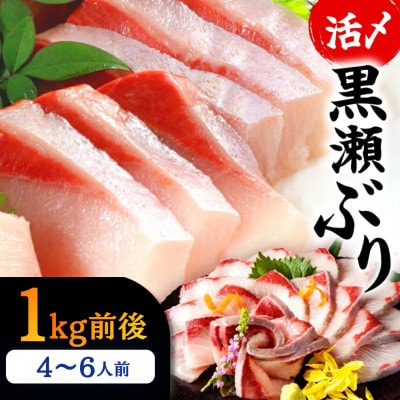 活じめ!黒瀬ぶりの生鮮ブリロイン 2節(1kg前後)