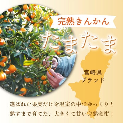 串間市産 きんかんたまたま 使用!たまリッチアイス詰合せ(9個)