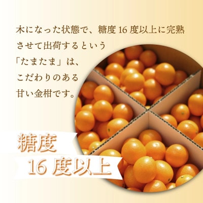 串間市産 きんかんたまたま 使用!たまリッチアイス詰合せ(9個)