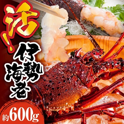 宮崎県串間産 伊勢エビ(計約600g・1～3匹)